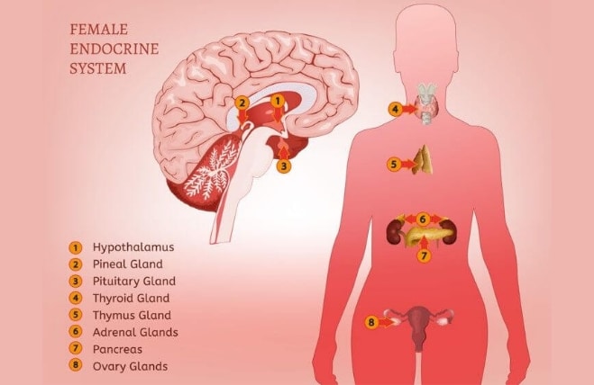 Hormonální (Endokrinní) systém